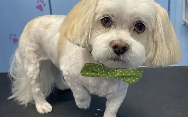 Loving Paws Dog Grooming in Barnesville, GA