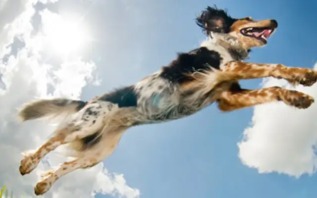 VCA Acacia Animal Hospital and Pet Resort in Escondido, CA