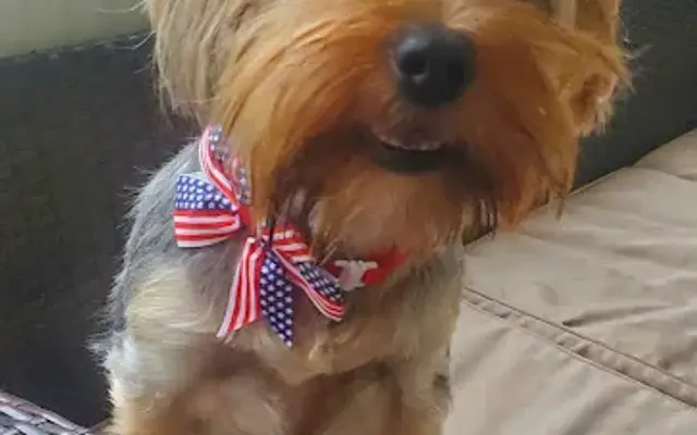 Sabrina's Dog Grooming in Steele, AL