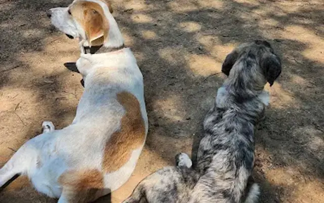 Canine Fitness Camp in Granbury, TX