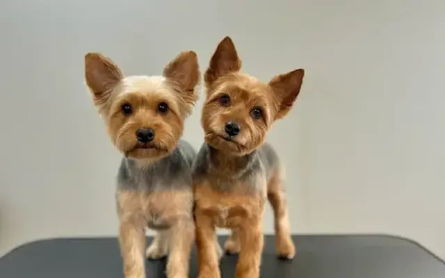 Pawsitive Vibes Pet Grooming, LLC in Lexington, NC