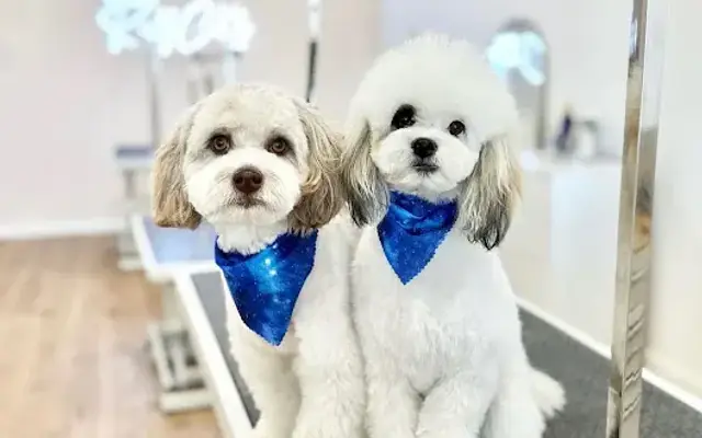 Ruff Cutz (Grooming By Silvia Tapia) in Porterville, CA