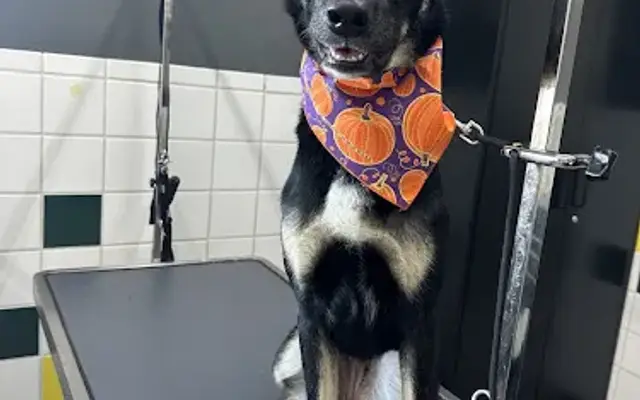 Pet Supplies Plus Lapeer Grooming in Lapeer, MI