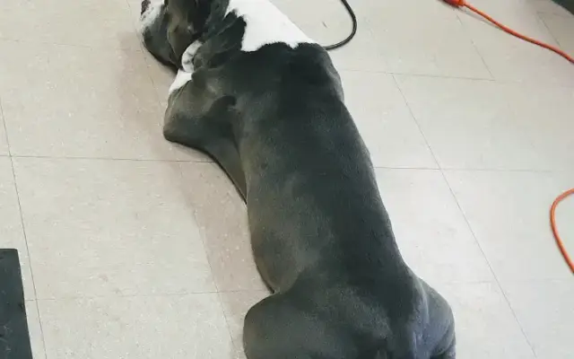 Dog Grooming by Alisen in Amarillo, TX