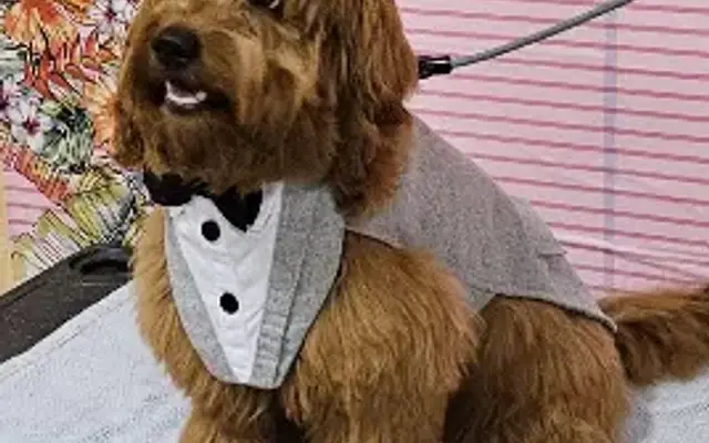 PetSmart Grooming in Jacksonville, NC
