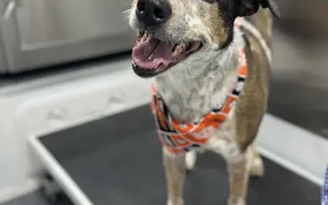 Zoomin Groomin Edmond in Oklahoma City, OK
