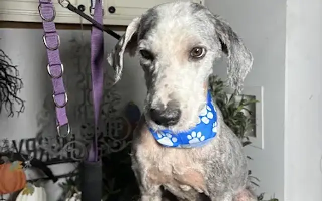 Belles pet grooming in Kingwood, TX