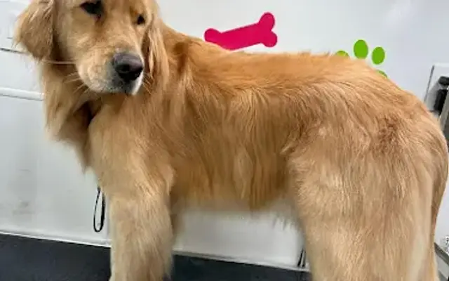 Mobile Pet Grooming Davie in Weston, FL