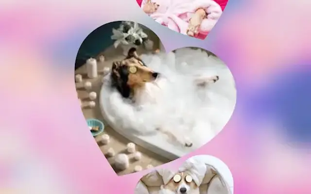 Cuddles, Clips and Bubbles Dog and Cat grooming in Los Angeles, CA