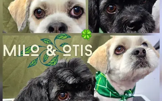Wet Wags Mobile Spa in Celina, TX