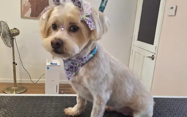 Maya's Pupcuts in Porterville, CA