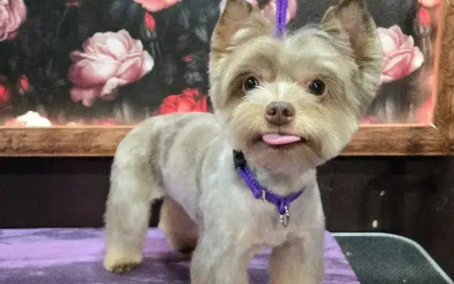 InkWyrm's Grooming in Fort Worth, TX