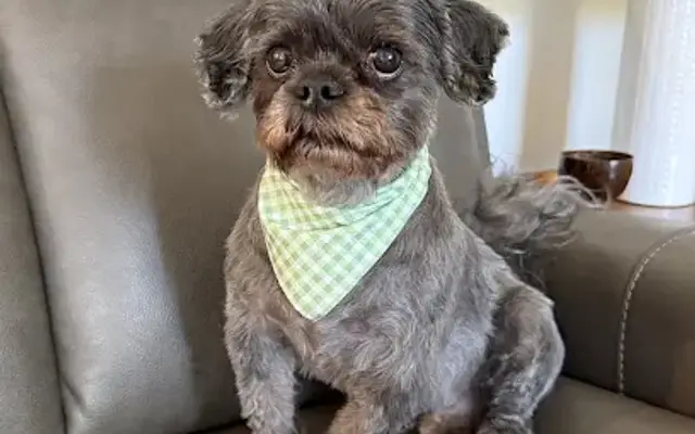 Sarah's Canine Cuttery Inc. in Quinton, VA