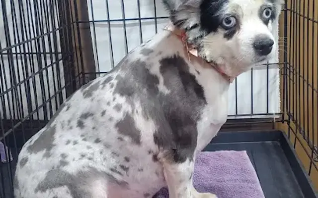 Casons Creations dog Grooming and more in Carrollton, MO