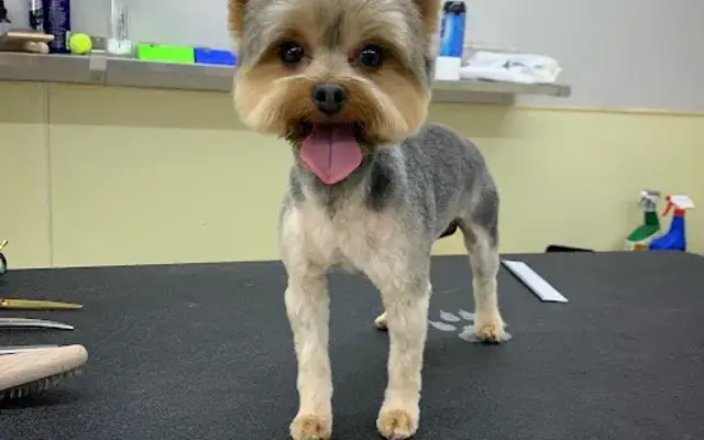 Copperfield Dog in Houston, TX