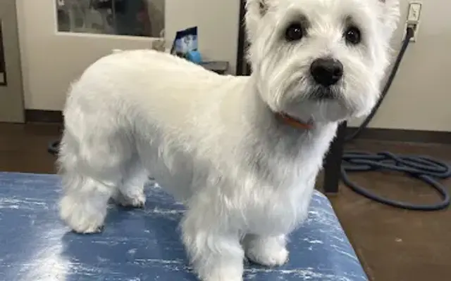 Holly's mutt cutts (dog groomer) in Graham, TX