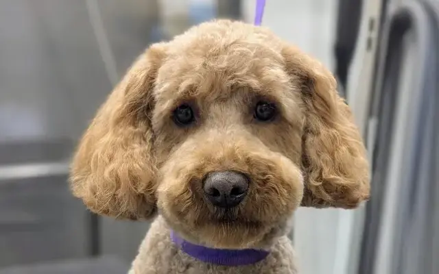 Swanky Paws Mobile Grooming in Lubbock, TX