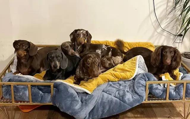 Dachshund puppies home in Irvine, CA