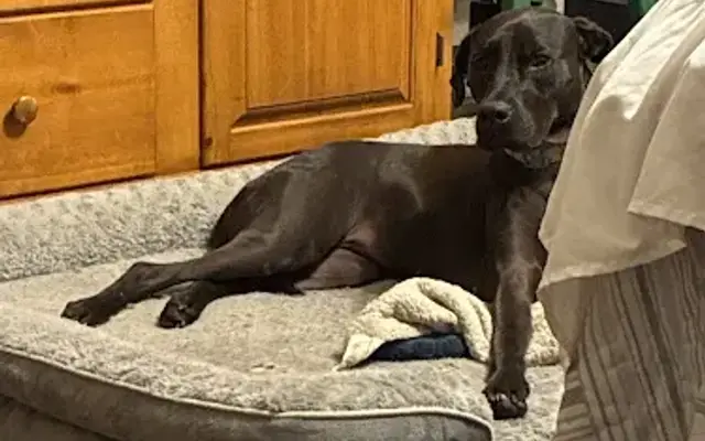 A Pet Lover's Sitting Service in Katy, TX