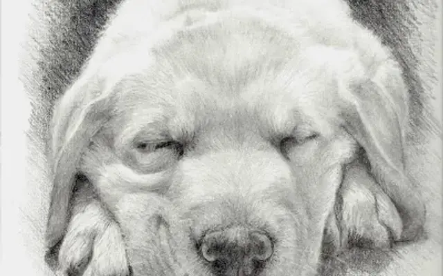 Linda's Pet Portraits in Oviedo, FL