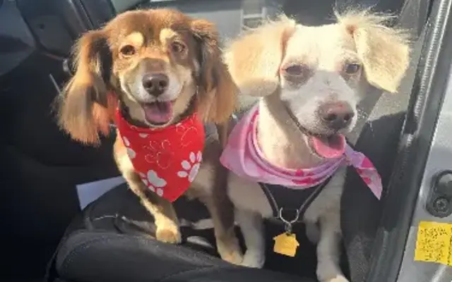 CattsnDoggs in Downey, CA