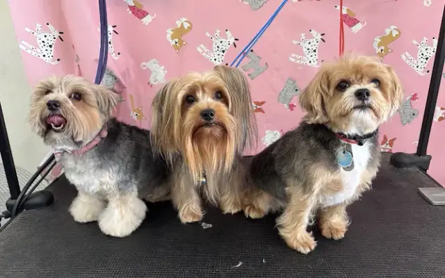 Dog-On It Pet Services (Mobile Grooming) in Port St. Lucie, FL
