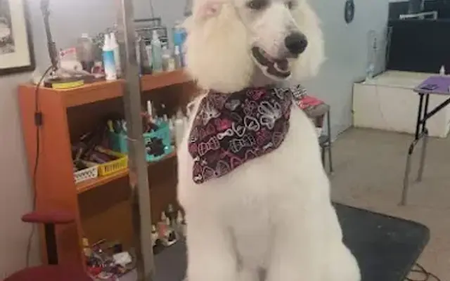 Barks Of The Town in Hillsboro, OH