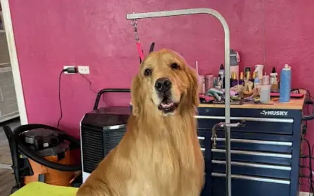 Fur Fusion Pet Salon (formerly Furology) in Highland Park, IL