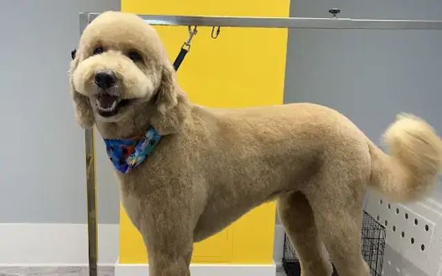 Leg Up Grooming LLC in Olympia, WA