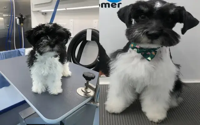 Panda Paws Pet Spa in New Braunfels, TX