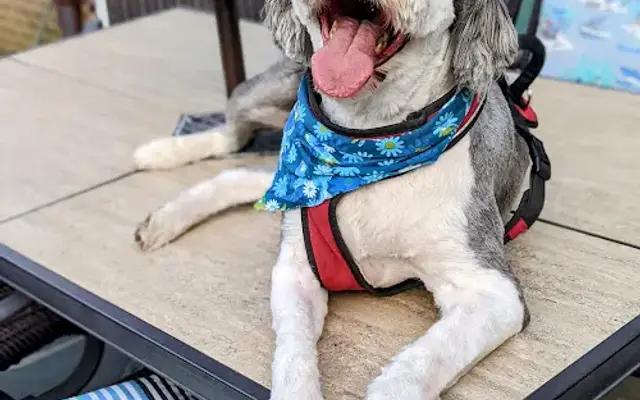 Pawsitive Pedicures in North Canton, OH
