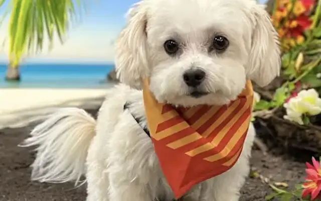 Bobbi’s Custom Grooming in Fort Atkinson, WI