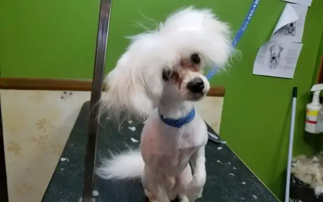 Brevard "Head To Tail" Natural Grooming For Pets in Brevard, NC
