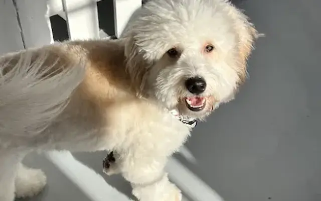 The Dapper Dog Salon in Mooresville, NC