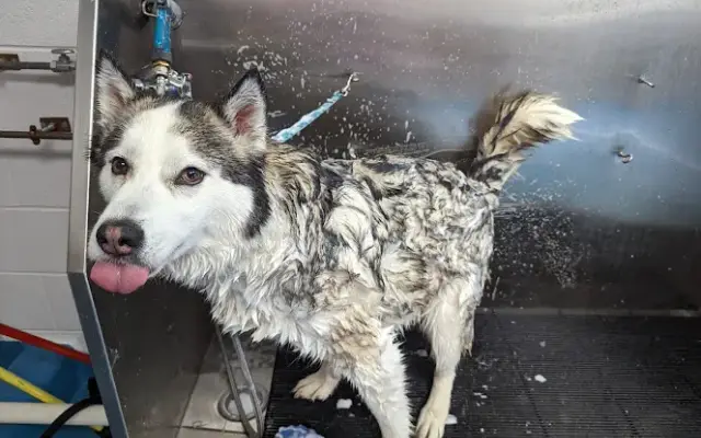 Professional All-Breed Grooming Pet Daycare & Boarding Center in Front Royal, VA