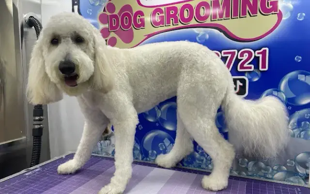 Aaron’s Dog Grooming in Wellington, FL