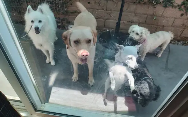 Happy Tails Pet Sitting and More... in Canoga Park, CA