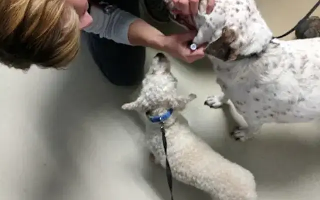 Howdershell Animal Clinic in Florissant, MO