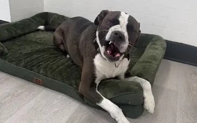 Fat Puppies in Forest Hills, NY