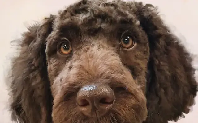 With Love Pet Salon in Oregon City, OR