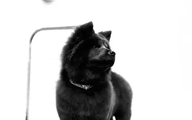 Woof Wash in Batavia, IL