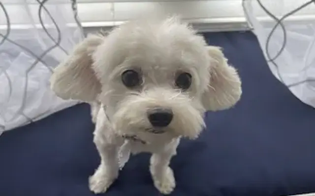 Happy Tails Dog Salon in San Antonio, TX
