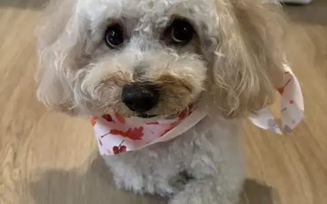Dees Mutts Dog Grooming in Waldorf, MD