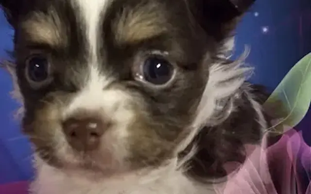 Tammy's Tiny Tots Chihuahuas in Leicester, NC
