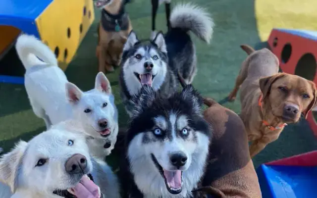 The Ranch Pet Resort & Spa in Livermore, CA