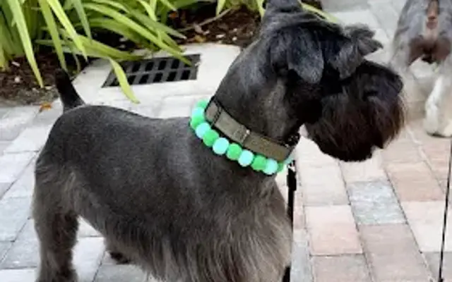 Y´ Paw Print LLC in Miami, FL
