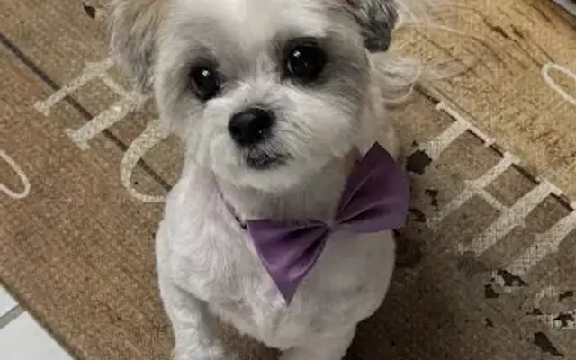 Oh My Dog Mobile in Palm Harbor, FL