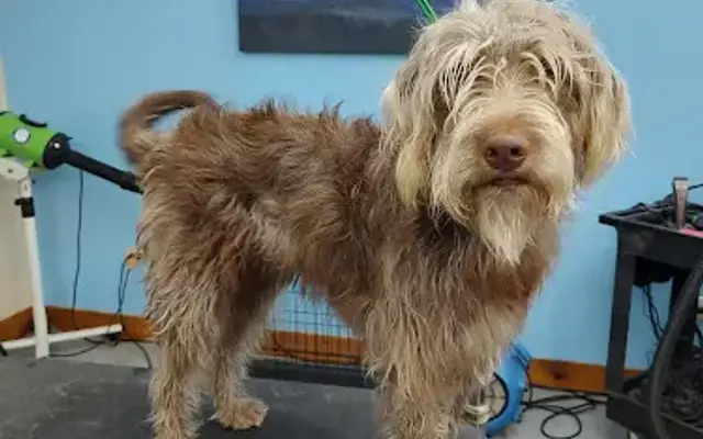 Petz Best Friend Grooming in Sylva, NC