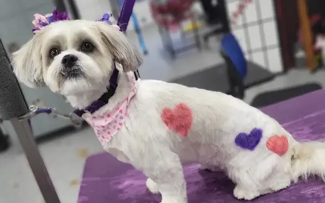Barkley's Bath House Dog Grooming in Schererville, IN