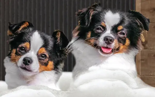 Soggy Doggy Mobile Grooming in Alamo Heights, TX